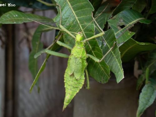 竹節蟲主題導覽開跑！走進臺北動物園昆蟲館，發現會「隱身」的森林小高手